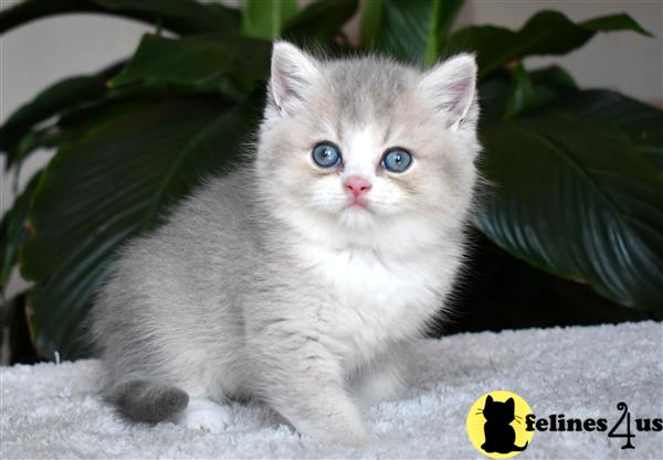 thechubbyfacedcat Picture 2